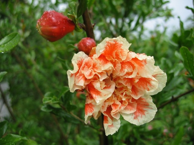 Punica granatum
